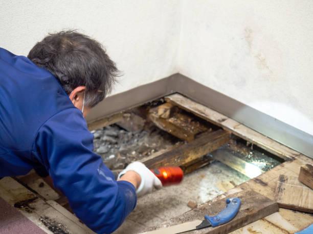 Best Residential Mold Remediation in St Augustine Shores, FL