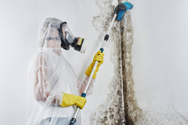 Best Health and Safety Mold Remediation in St Augustine Shores, FL