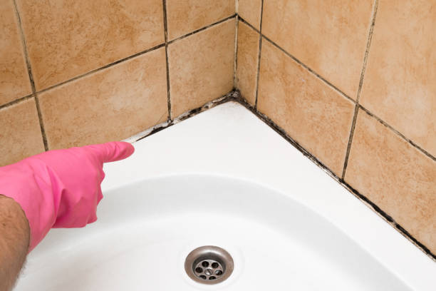 Best Black Mold Remediation in St Augustine Shores, FL